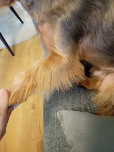 Груминг-салон BluePink Grooming Salon