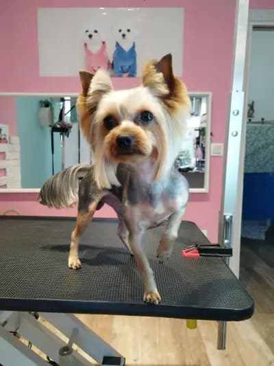 Груминг-салон BluePink Grooming Salon