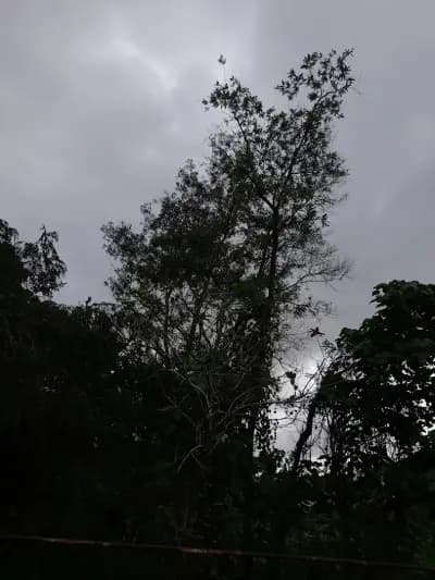 Natural Balance - Bulgaria OOD І Разсадник за овощни дръвчета І Производство и търговия на посадъчен материал