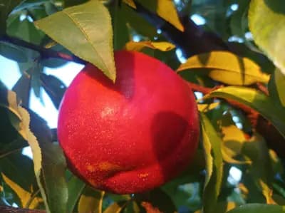 Natural Balance - Bulgaria OOD І Разсадник за овощни дръвчета І Производство и търговия на посадъчен материал
