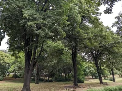 Кучешки парк „Парашутна кула“