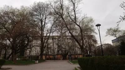 Вековна сива топола