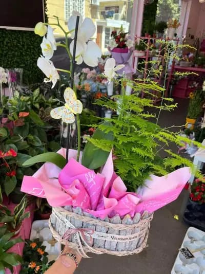 Pink garden Karlovo
