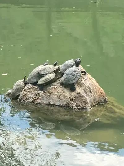 Baba Vanga Turtle Ponds