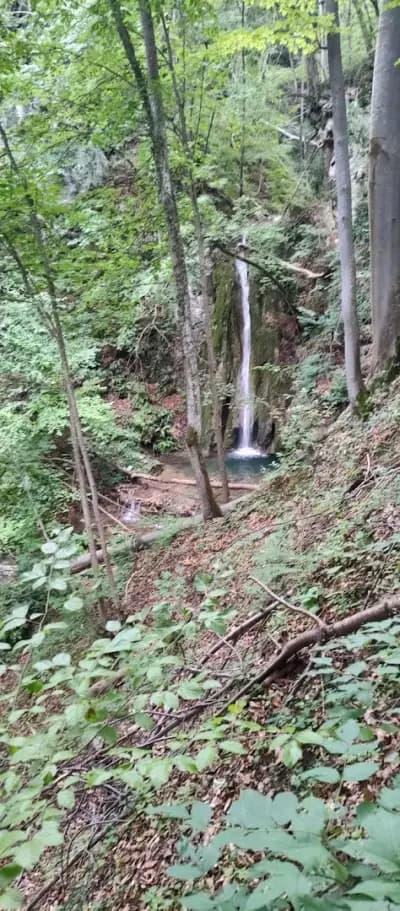 Черешово падало