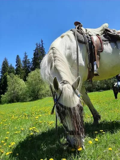 Horse Riding With Butch / Езда и конен туризъм Буч