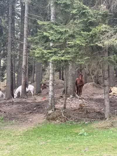 Horse Riding With Butch / Езда и конен туризъм Буч