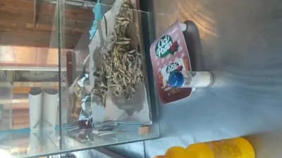 Пицария КИПАРИСИТЕ