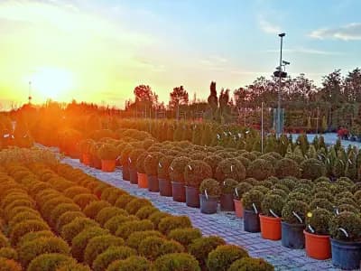 ФЛОРА ДИЗАЙН