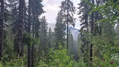 Парк