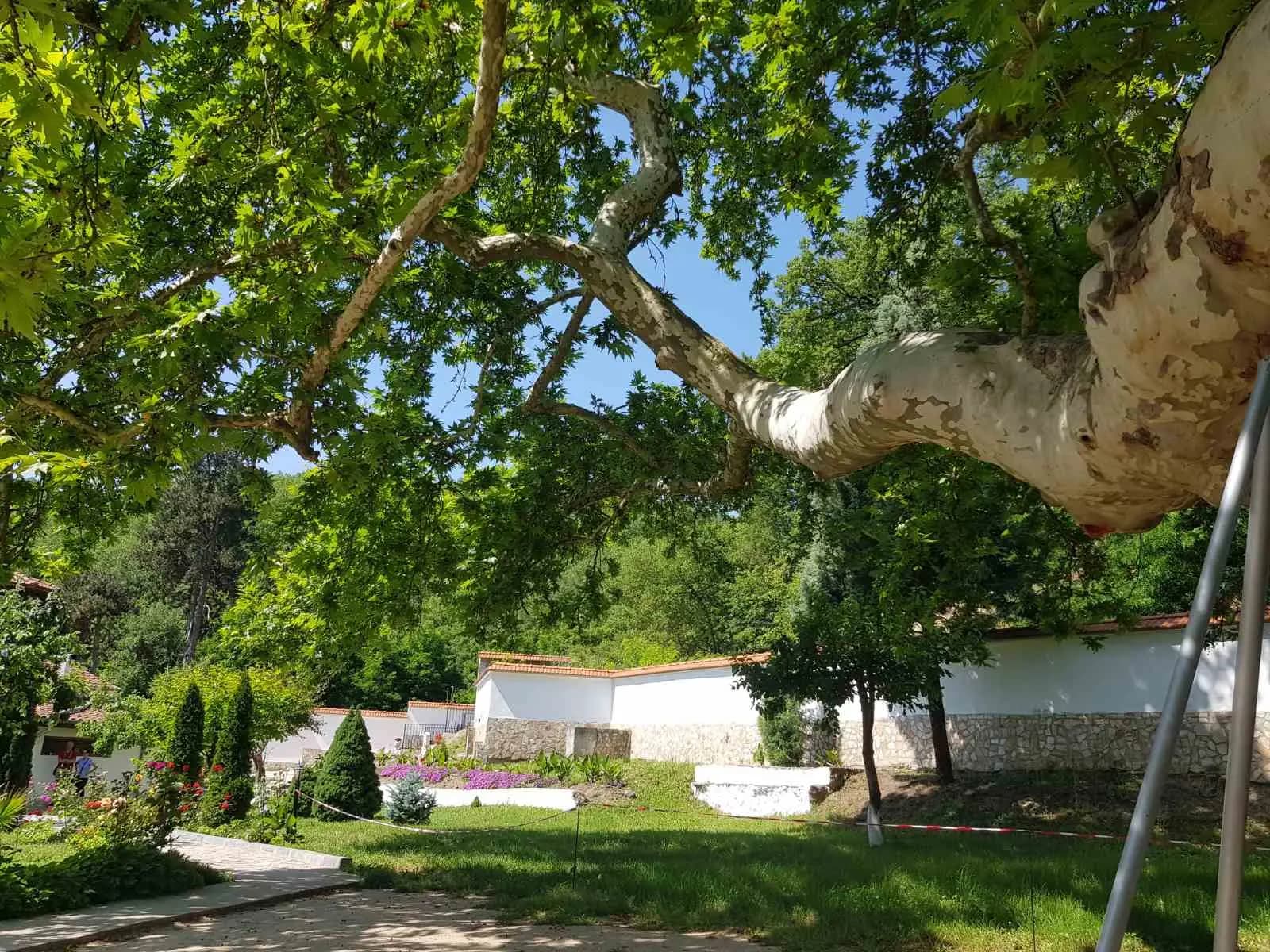 Преподобна Стойна