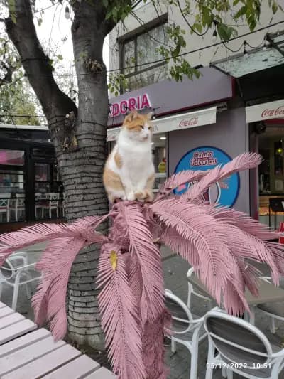 Сладолед Сладория