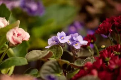 Цветарница Роси