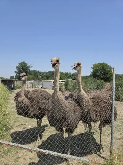 Конна база „Тара“