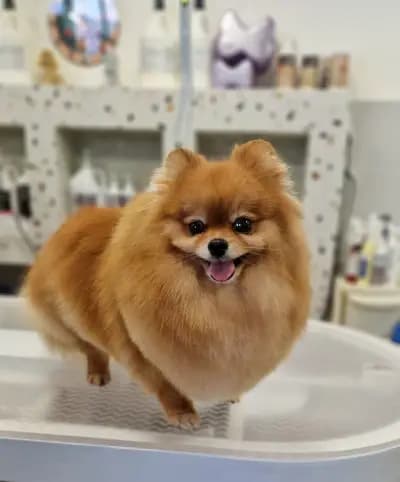 Груминг салон-Pet Stop Beauty-Grooming & SPA Salon