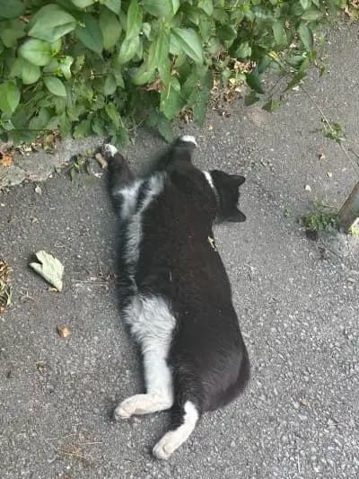 Котаракът Тинто