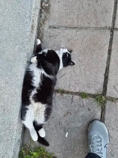 Котаракът Тинто