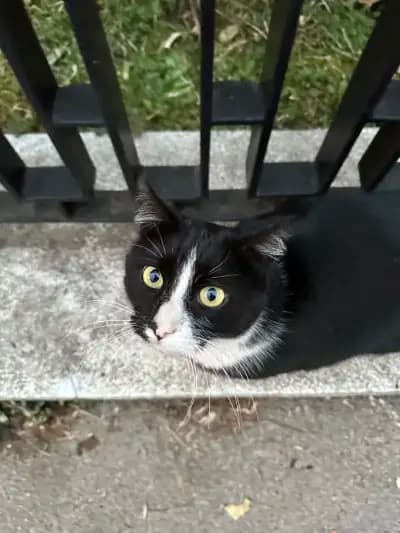 Котаракът Тинто
