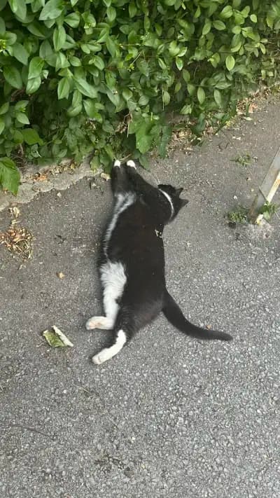 Котаракът Тинто
