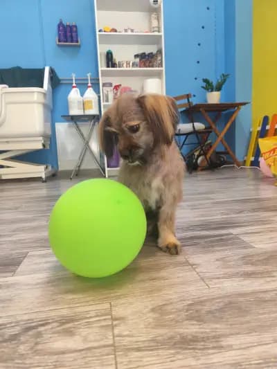 Пух и Прах Grooming salon