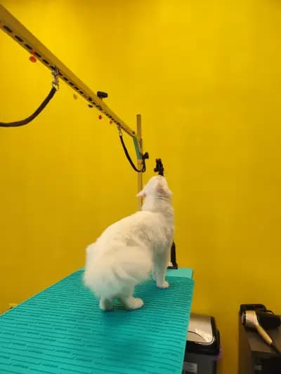 Пух и Прах Grooming salon