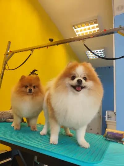 Пух и Прах Grooming salon