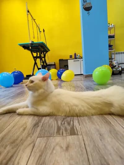 Пух и Прах Grooming salon