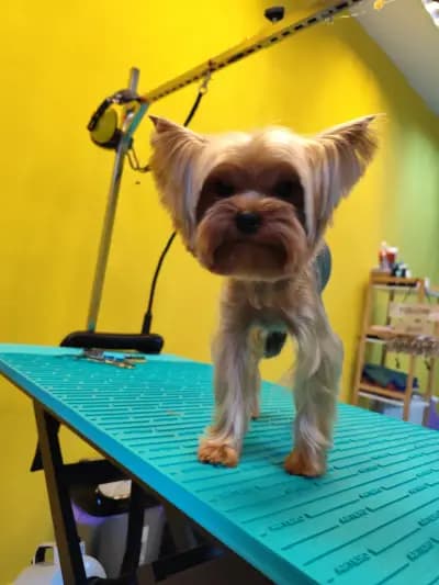 Пух и Прах Grooming salon