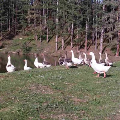 Къмпинг Алино Лейк (Alino Lake Camping)