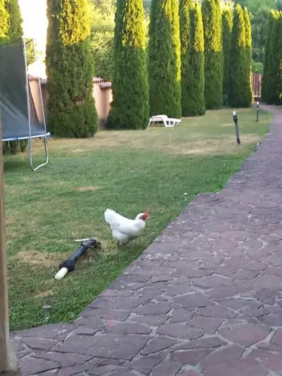 Вили "Тихият кът", Рибарица