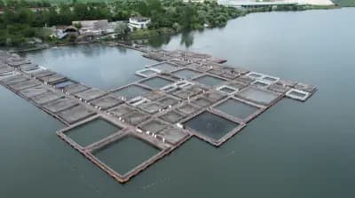 Fish Farm ELAZ - Продажба на Риба на едро