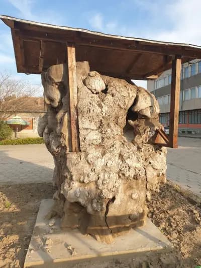 Кметство Недан