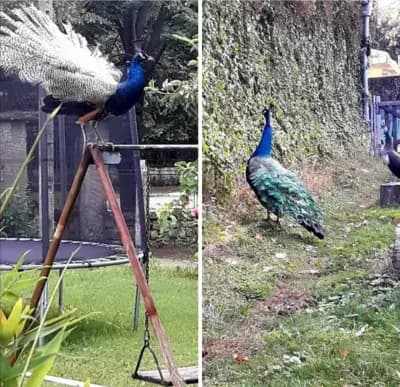 Кафене Факирчев