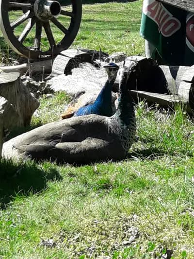 Кафене Факирчев