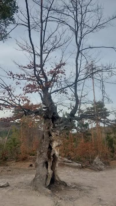 Вековно буково дърво „Старецът“