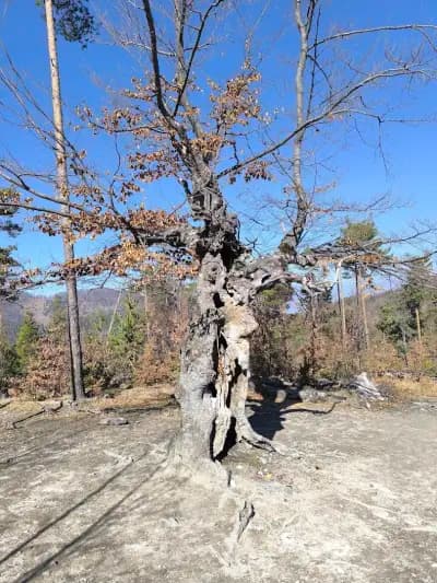 Вековно буково дърво „Старецът“