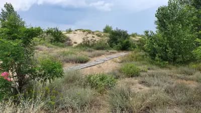 Wild sand dunes Sunny Beach