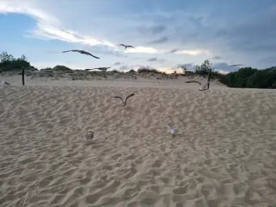 Wild sand dunes Sunny Beach