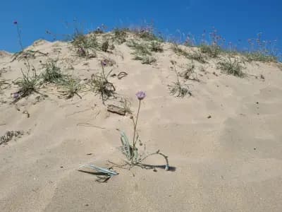 Wild sand dunes Sunny Beach