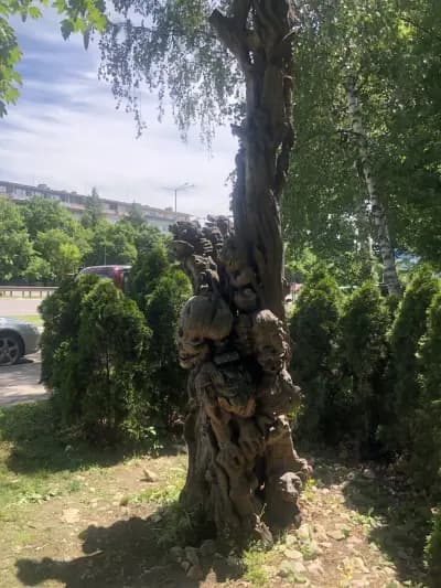 Дървото на Философа