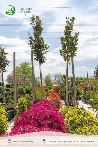 Boutique Botanic - Бутик Ботаник - Ландшафтно Архитектурен Център