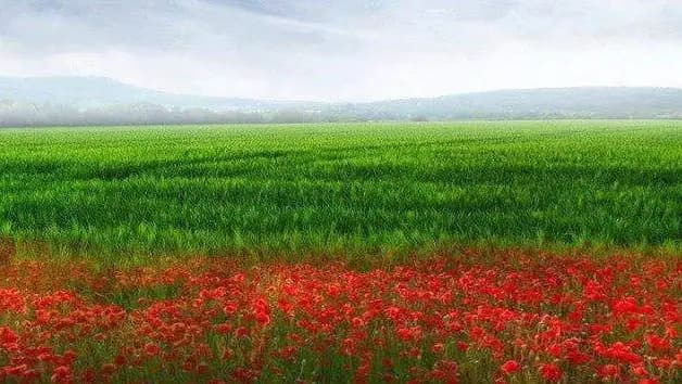 Сандвичарник - Бояна