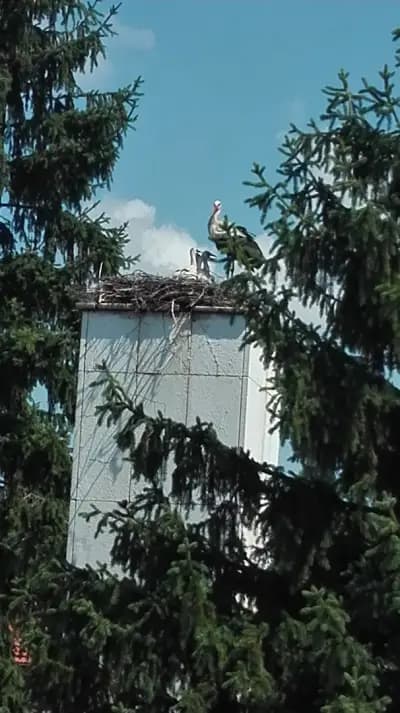 Кметство село Стрелец