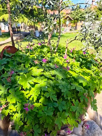 Храм Свети Иван Рилски, село Брястово