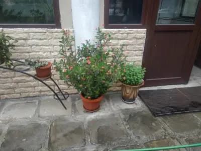 Катедрален храм „Свети Йоан Предтеча“