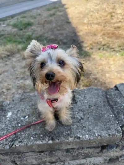 Vani Pet Spa Grooming Karlovo Груминг Карлово - салон за домашни любимци