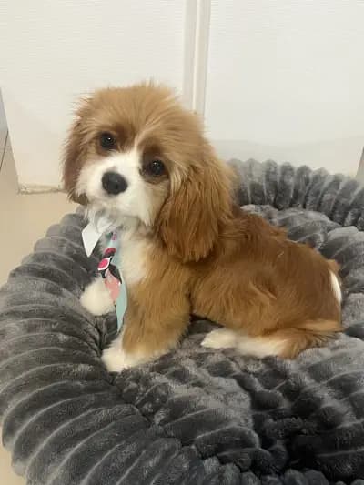 Happy Pet Spa & Grooming