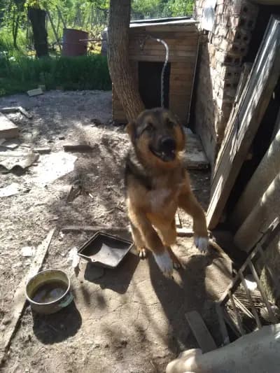 Ханчето на Любен