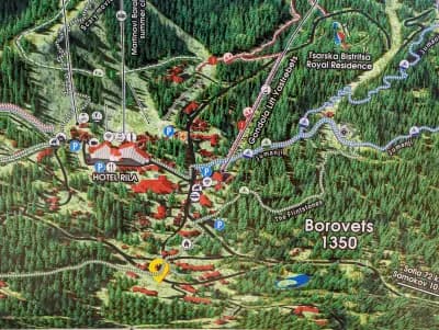 Forrest trail tracking