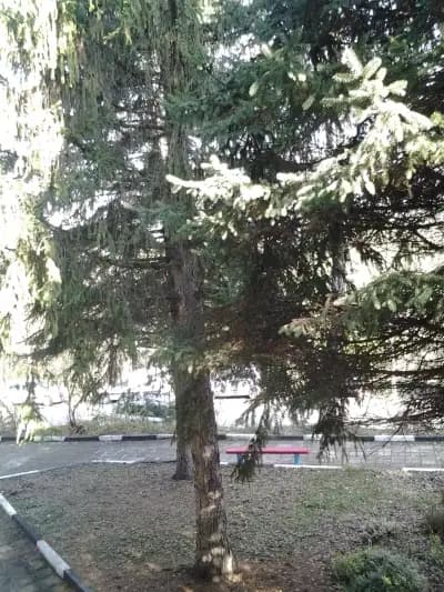 Специализирана болница за продължително лечение и рехабилитация по вътрешни болести - Мездра